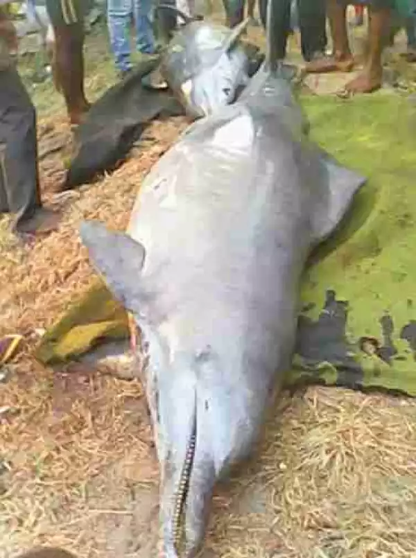 See Photos Of Massive Dolphin Fish Caught & Butchered In Brass, Bayelsa State (Photos)
